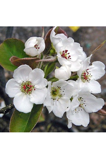 Цвітіння груші азійська Чоюро 